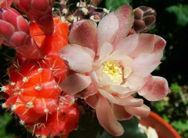 Gymnocalycium _mihanovichii _variegata _cv.'Nishiki' 03a